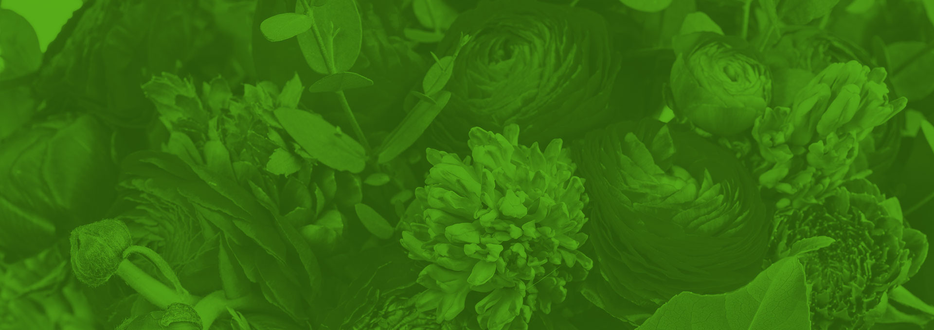 Sustainability Guide For Florists: Getting Started